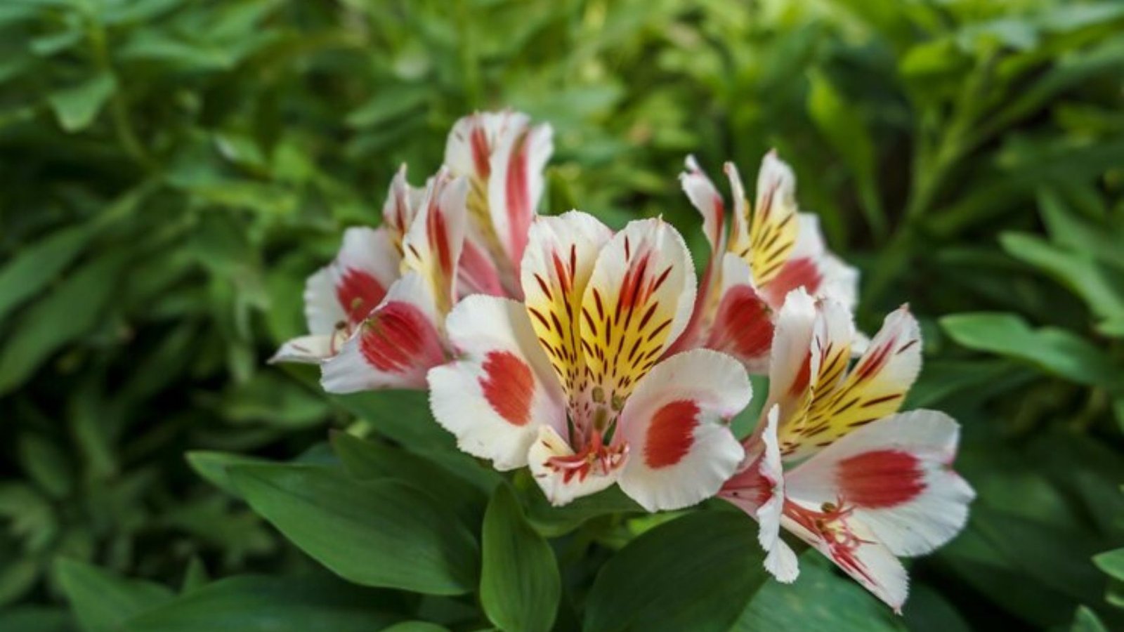 Alstroemeria