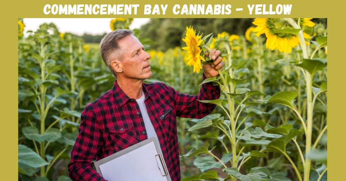 commencement bay cannabis - yellow