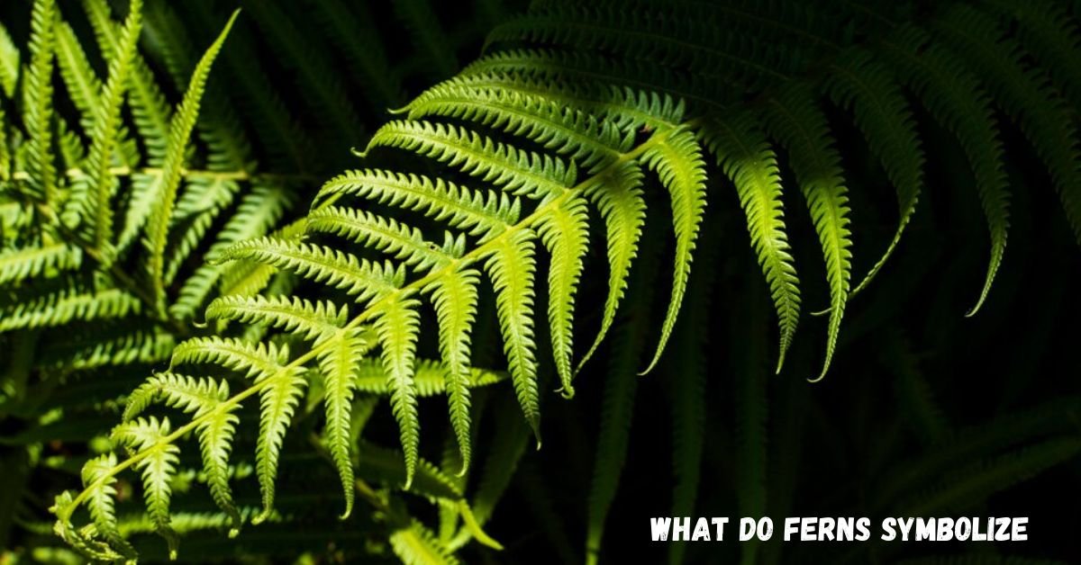 what do ferns symbolize